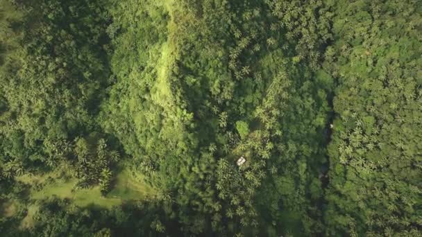 Top down Filippinerna hill antenn utsikt: tropisk skog på fästen, kokospalmer, högt grönt gräs — Stockvideo