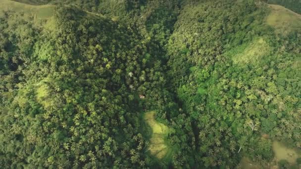 En haut vers le bas jungle tropicale vue aérienne : forêt tropicale verte avec palmier sur haute colline Philippine — Video