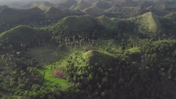 Descente aérienne verdoyante : herbe brûlée sur le sommet du mont, plantes tropicales verdoyantes. Philippines nature — Video