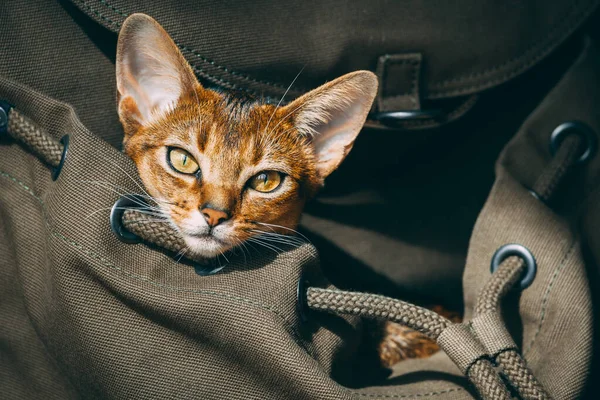 Retrato de gato rojo de primer plano: mochila para mascotas para el turismo de confort, viajar, caminar. Paisaje de cuidado de animales —  Fotos de Stock