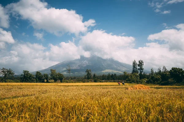 Philippinische Bauern bei der Feldarbeit, Vulkan Mayon stößt Rauchwolken aus. Getreidereis philippinische Landwirtschaft — Stockfoto