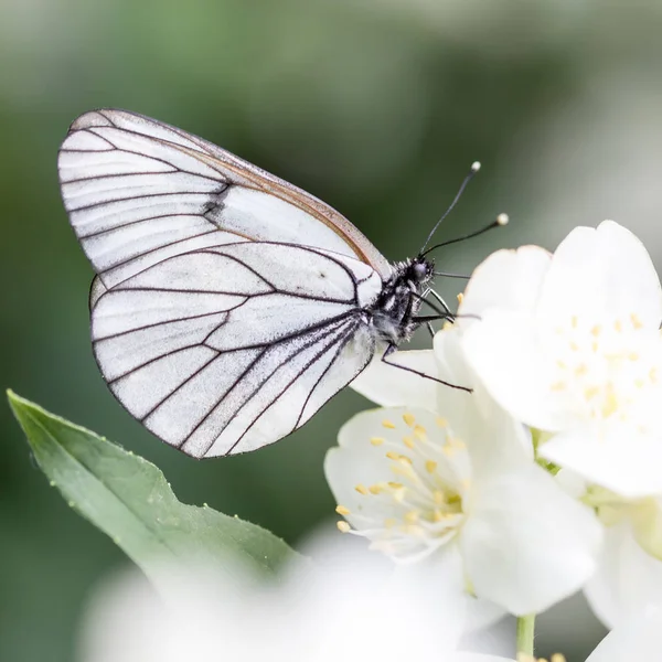 Piękny Motyl Kwiatach — Zdjęcie stockowe