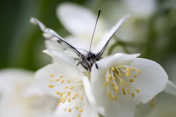 Bella Farfalla Sui Fiori — Foto Stock