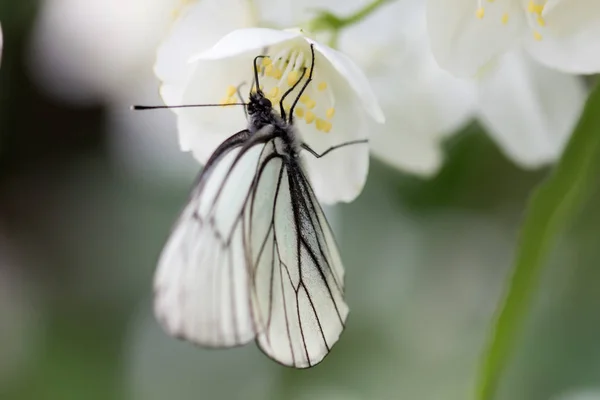Όμορφη Πεταλούδα Στα Λουλούδια — Φωτογραφία Αρχείου