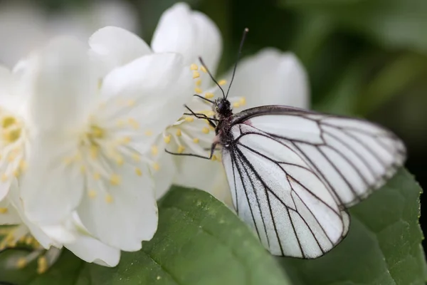 Piękny Motyl Kwiatach — Zdjęcie stockowe