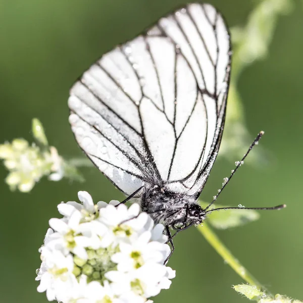 雨の後の美しい蝶 — ストック写真
