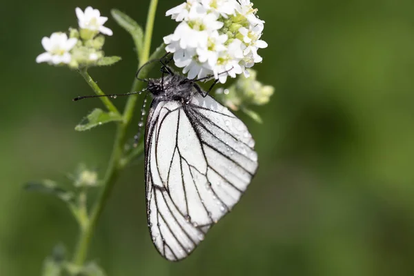 Piękny Motyl Deszczu — Zdjęcie stockowe