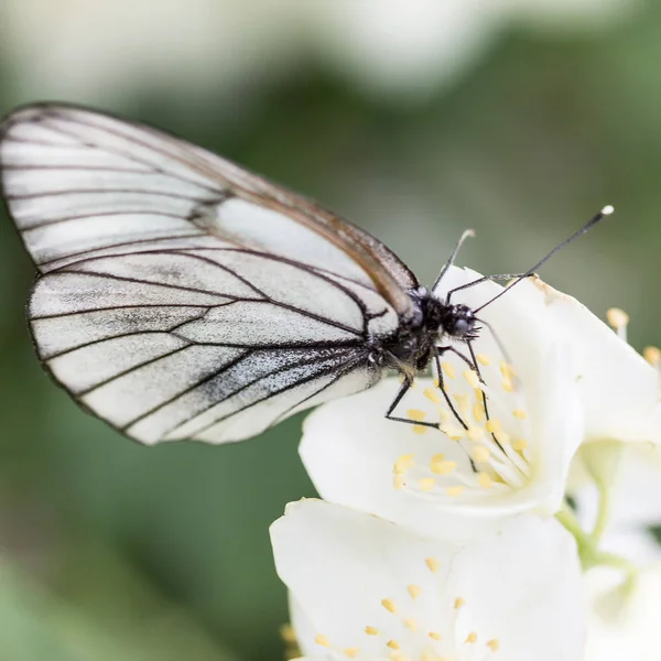 Piękny Motyl Kwiatach — Zdjęcie stockowe