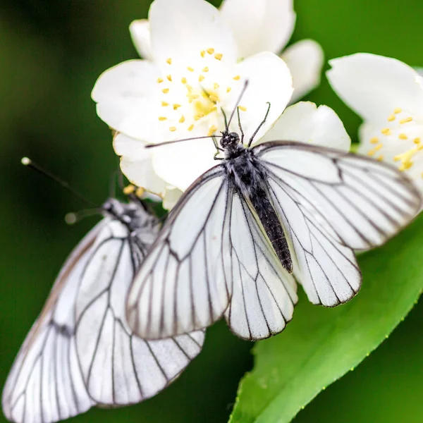 Piękny Motyl Kwiatach — Zdjęcie stockowe