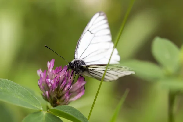 Piękny Motyl Kwiatach — Zdjęcie stockowe