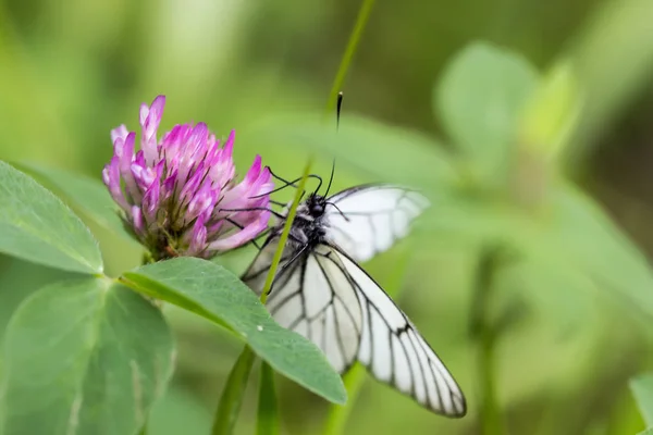 Piękny Motyl Kwiatach — Zdjęcie stockowe