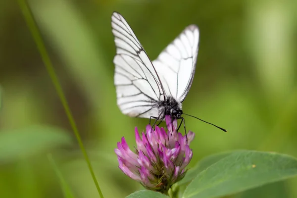 Bella Farfalla Sui Fiori — Foto Stock