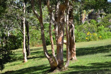 Okaliptüs ağaçları ile ormanda Mauritius Adası önünde beyazımsı bir sandık. Alexandra Black River Gorges park düşüyor