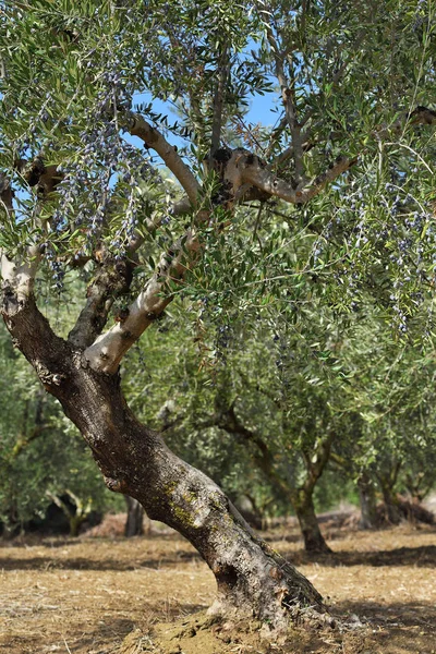 Zeytin Ağaçları Kırsal Koruda Kalamata Messinia Yunanistan — Stok fotoğraf