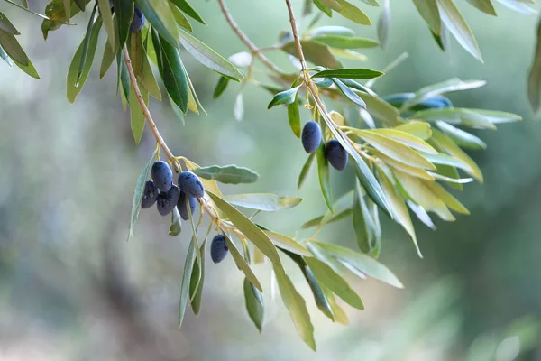 夏季橄榄背景与新鲜的橄榄枝和散景灯 卡拉马塔 — 图库照片