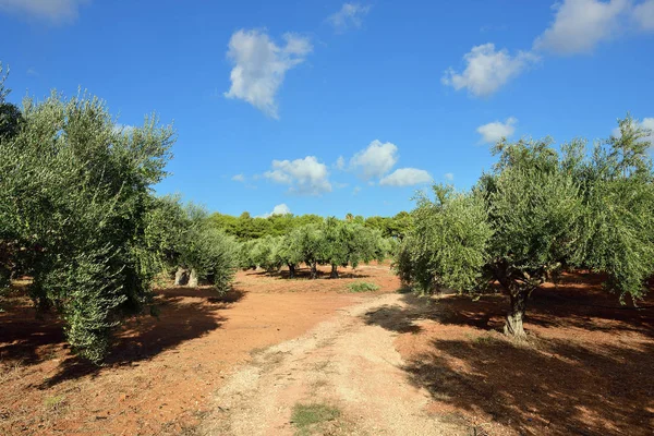 Polną Drogą Wśród Drzew Oliwnych Jasnym Świetle Słonecznym Kalamata Messinia — Zdjęcie stockowe