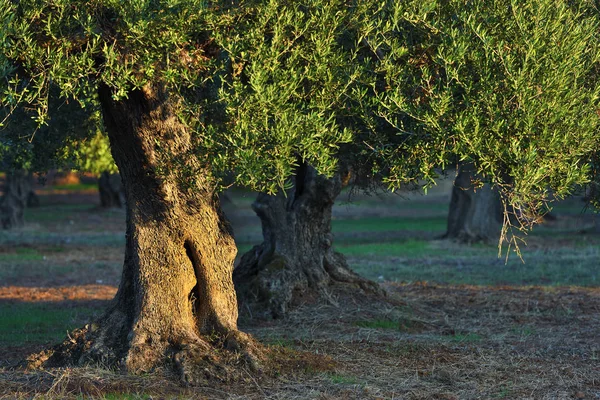 Antiguo Tronco Del Olivo Bajo Brillantes Rayos Luz Del Atardecer — Foto de Stock