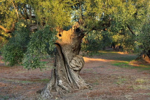 Старый Ствол Оливкового Дерева Яркими Лучами Закатного Света Каламата Мессиния — стоковое фото
