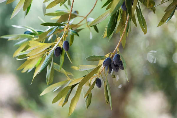 Summer Olives Background Fresh Olive Branch Bokeh Lights Greece Kalamata — Stock Photo, Image