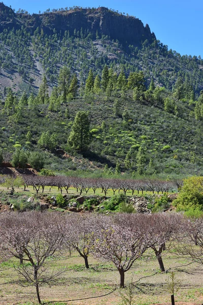 Beautiful Mountain Landscape Blooming Almond Grove Foreground Gran Canaria Spain — Stock Photo, Image