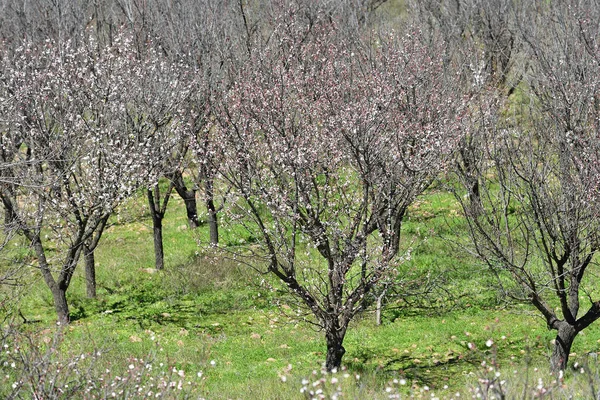 Wunderschöner Blühender Mandelhain Frühling Gran Canaria Spanien — Stockfoto