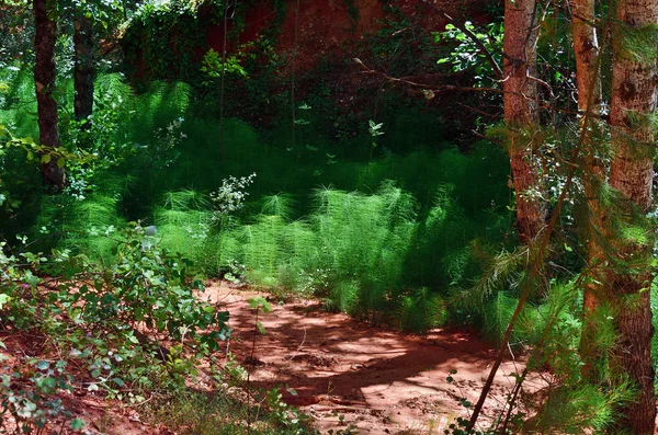 Forest with red rocks in the Provencal Colorado park. Popular trekking route, once ochre quarries and now a strange landscape of fantastic shapes and vivid colours