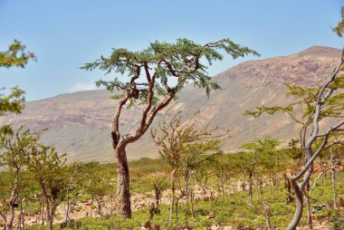 Buhur ağaçlar, Boswellia sacra, olibanum ağacı, Homhil Yaylası, Sokotra Adası, Yemen