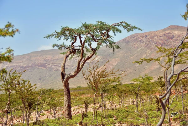 Frankincense Träd Boswellia Sacra Olibanum Träd Homhil Platå Socotra Island — Stockfoto