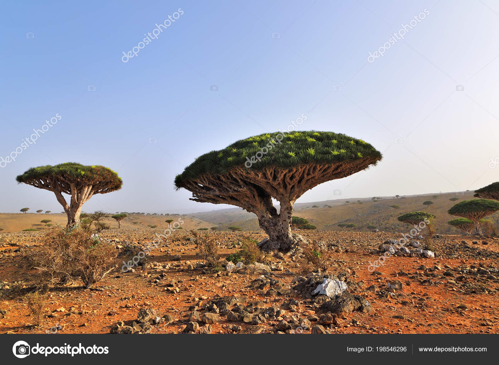 840 Dragon Blood Tree Pictures Dragon Blood Tree Stock Photos Images Depositphotos