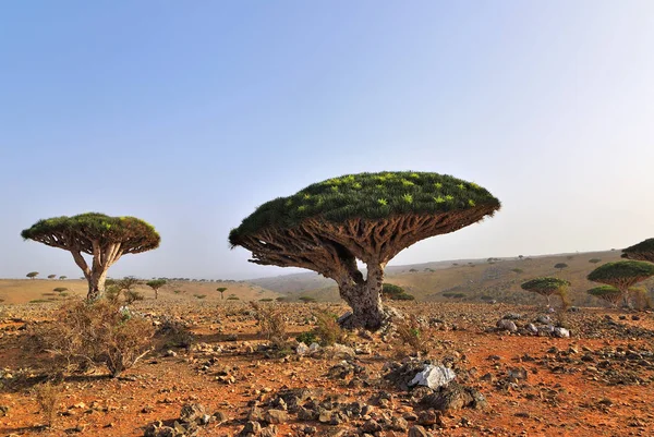 Árvores Sangue Dragão Planalto Dixam Socotra Island Mostrado Pôr Sol — Fotografia de Stock