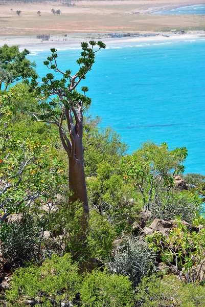 Indiai Óceán Partján Virágzó Palack Egy Másik Endemikus Növények Socotra — Stock Fotó