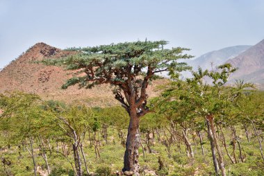 Frankincense Trees, Boswellia sacra, olibanum tree, Homhil Plateau, Socotra Island, Yemen clipart