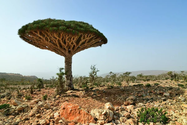 Drachenblutbäume Auf Dixam Plateau Sokotra Island Jemen Afrika — Stockfoto