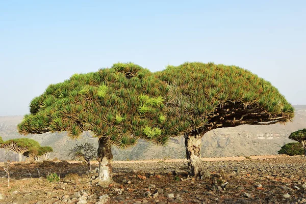 Draak Bloed Bomen Dixam Plateau Socotra Eiland Weergegeven Bij Zonsondergang — Stockfoto