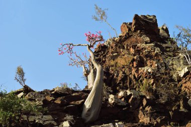 Çiçek açan şişe ağacı Yemen 'deki Socotra Adası' nın adenyum ağacıdır.