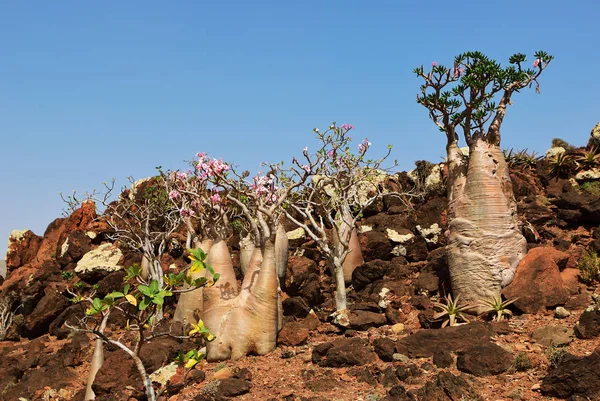 Квітуче Дерево Пляшок Ендемічне Дерево Аденій Росте Острові Сокотра Ємен — стокове фото