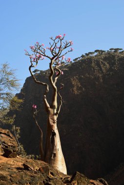 Flowering bottle tree is endemic tree adenium obesum of Socotra Island, Yemen clipart