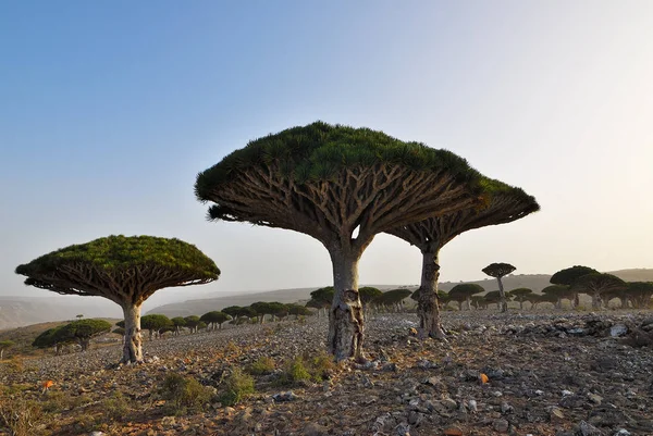 Dračí Krev Stromů Dixam Plošina Socotra Island Vám Při Západu — Stock fotografie