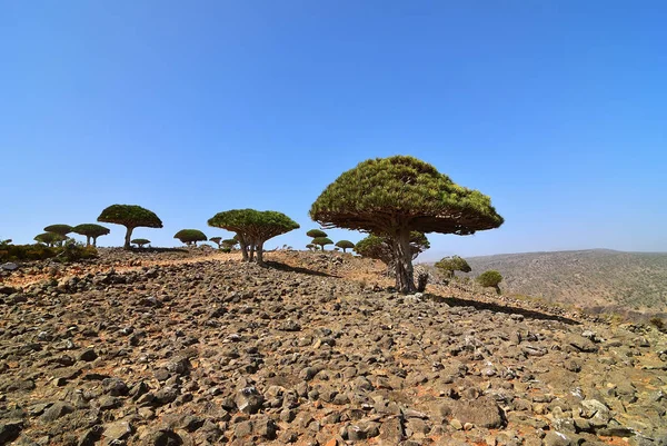 드래곤 Dixam Socotra 아프리카에 — 스톡 사진