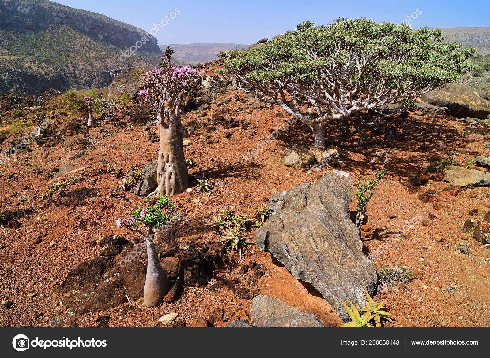 Flowering Bottle Trees Dragon Blood Tree Dixam Plateau Socotra Island Stock Photo Image By C Znm666