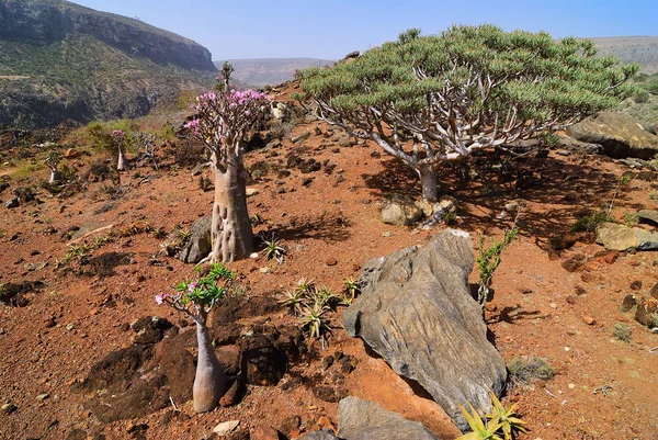 Kwitnienia Drzew Butelkę Smocze Drzewo Krwi Dixam Plateau Socotra Island — Zdjęcie stockowe