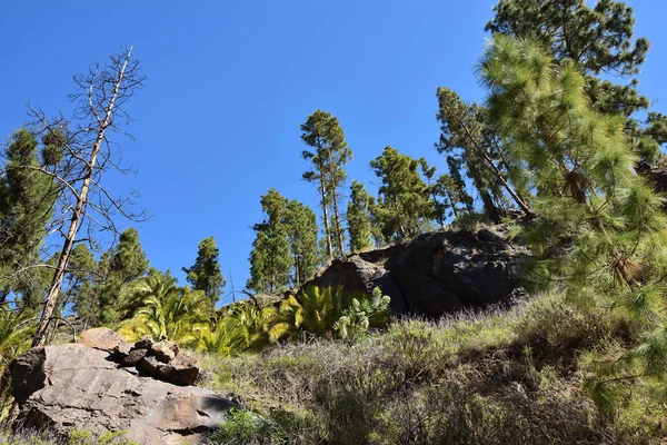 Soria Mountain Landscape Gran Canaria Island Canary Island Spain — Stock Photo, Image