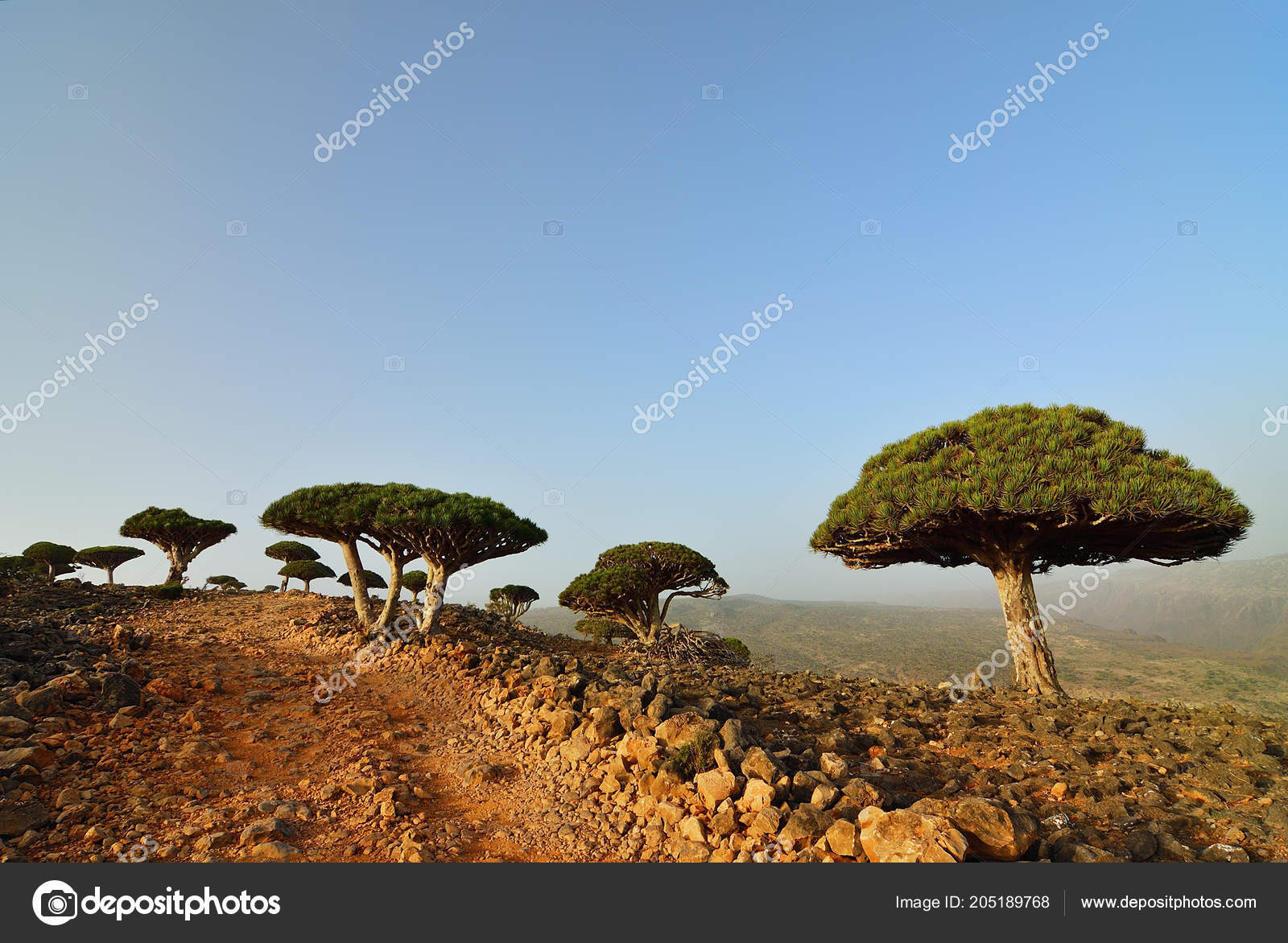 Dragon Blood Trees Dixam Plateau Socotra Island Shown Sunset Yemen Stock Photo By C Znm666 Dragon Blood Trees Dixam Plateau Socotra Island Shown Sunset Yemen Stock Photo By C Znm666
