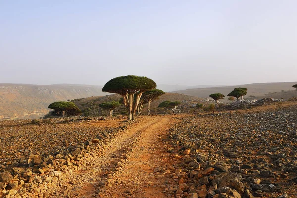 Dračí Krev Stromů Dixam Plošina Socotra Island Vám Při Západu — Stock fotografie