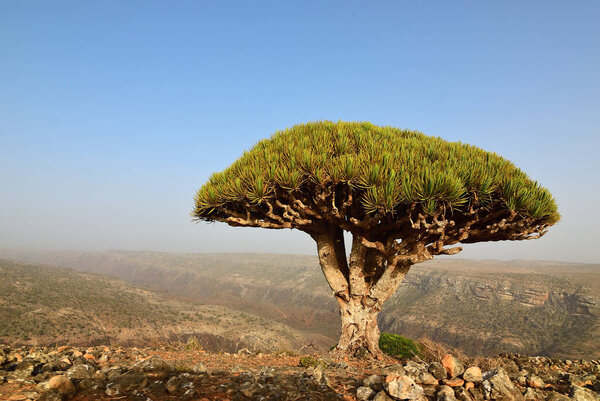 Dragon blood trees at Dixam plateau Socotra Island shown at sunset, Yemen, Africa