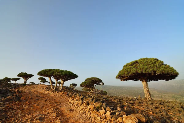 Árvores Sangue Dragão Planalto Dixam Socotra Island Mostrado Pôr Sol — Fotografia de Stock