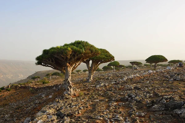 Drachenblutbäume Auf Der Dixam Hochebene Sokotra Insel Bei Sonnenuntergang Jemen — Stockfoto