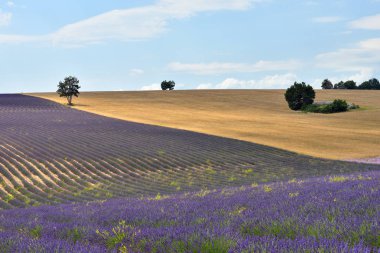 Yatay, lavanta ve buğday alanları şafakta çarpıcı. Provence, Fransa