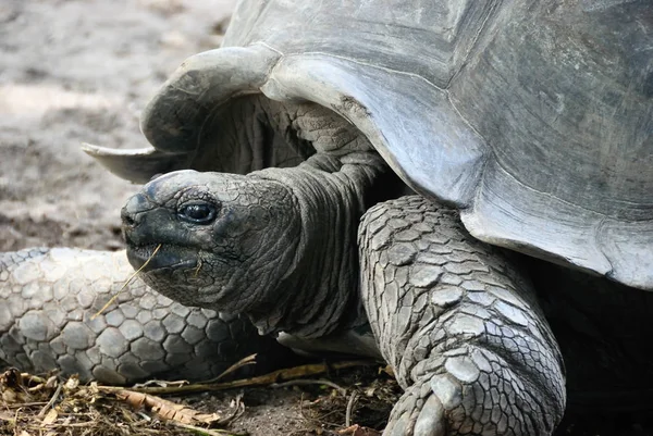 A solitary Aldabra giant tortoise, scientifically known as Aldabrachelys gigantea, is one of the largest tortoises in the world, Seychelles Island