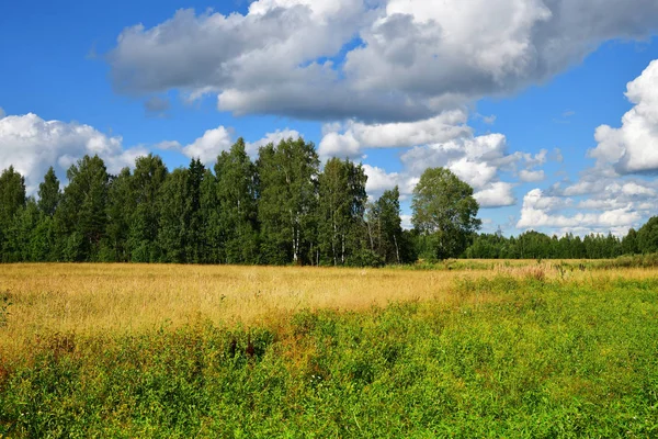 Vackra Ryska Sommarlandskap Fält Och Skog Bakgrund — Stockfoto